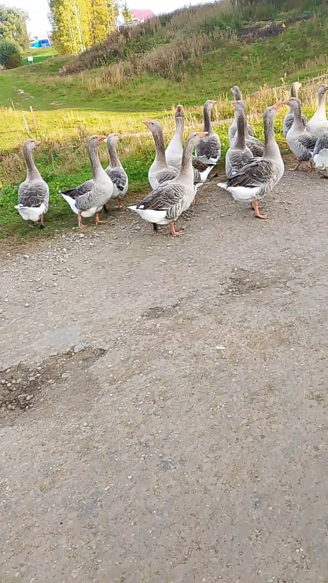 Серые гуси Линда 