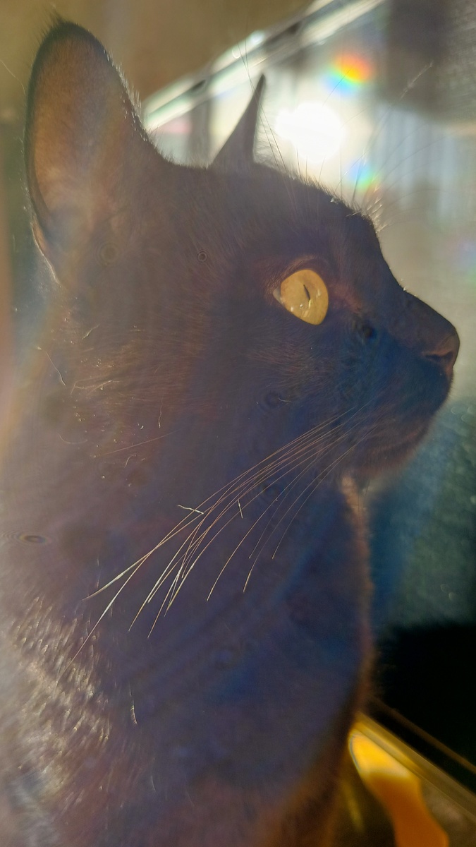 Красавец Чуча