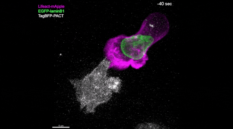   Yukako Asano et al. / Science Immunology 2025