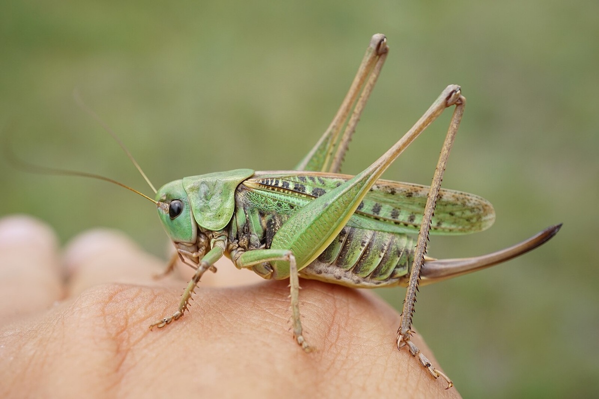 https://upload.wikimedia.org/wikipedia/commons/thumb/3/3b/Decticus_verrucivorus_%2842083043185%29.jpg/1599px-Decticus_verrucivorus_%2842083043185%29.jpg