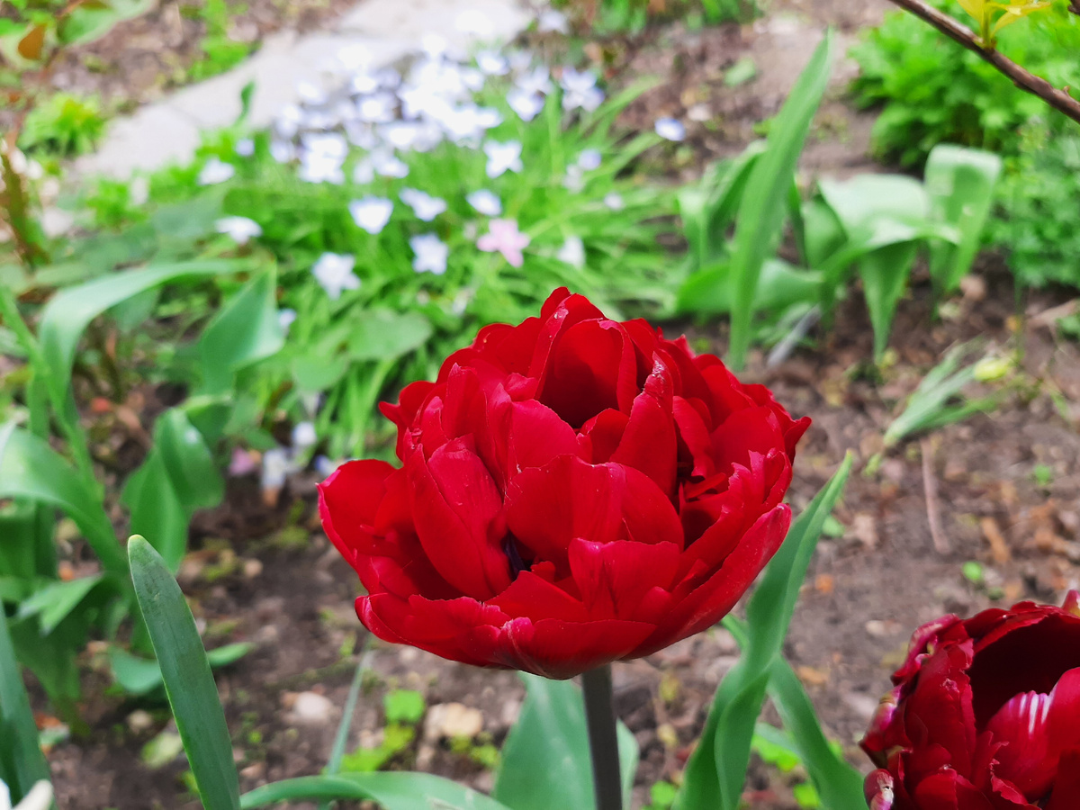 Тюльпан Uncle Tom 2 фото