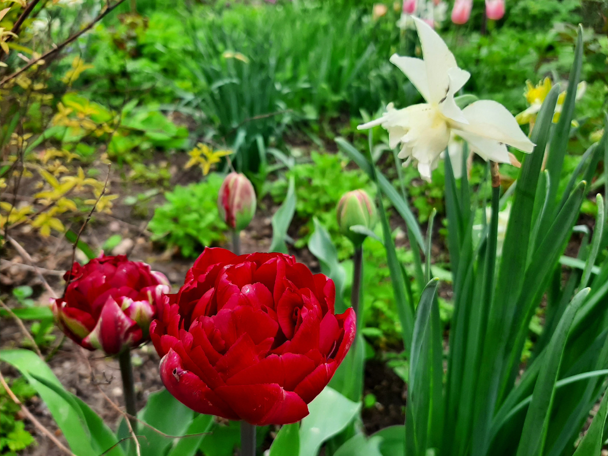 Uncle Tom 2 фото