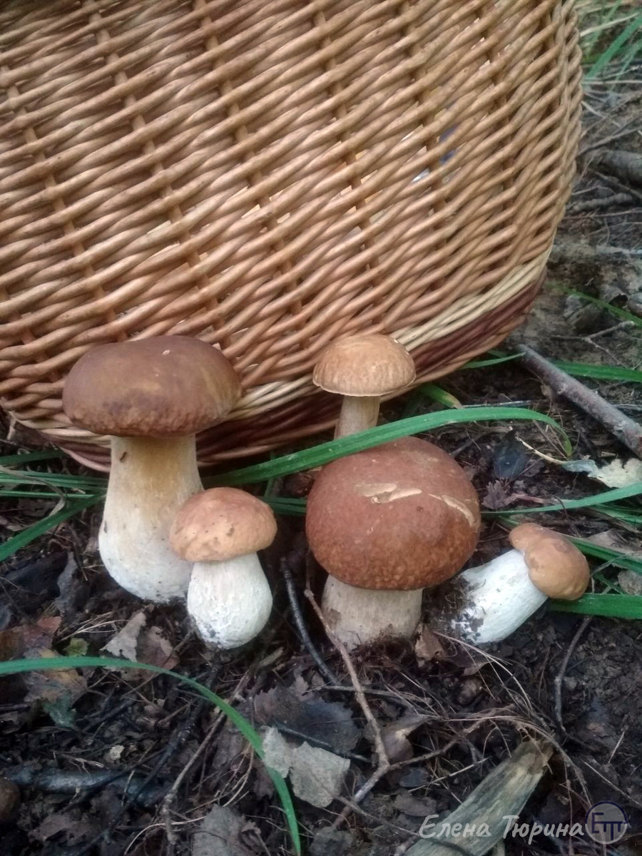 Фото: Елены Тюриной. Сбор белых грибов. Август. 2025 г. 