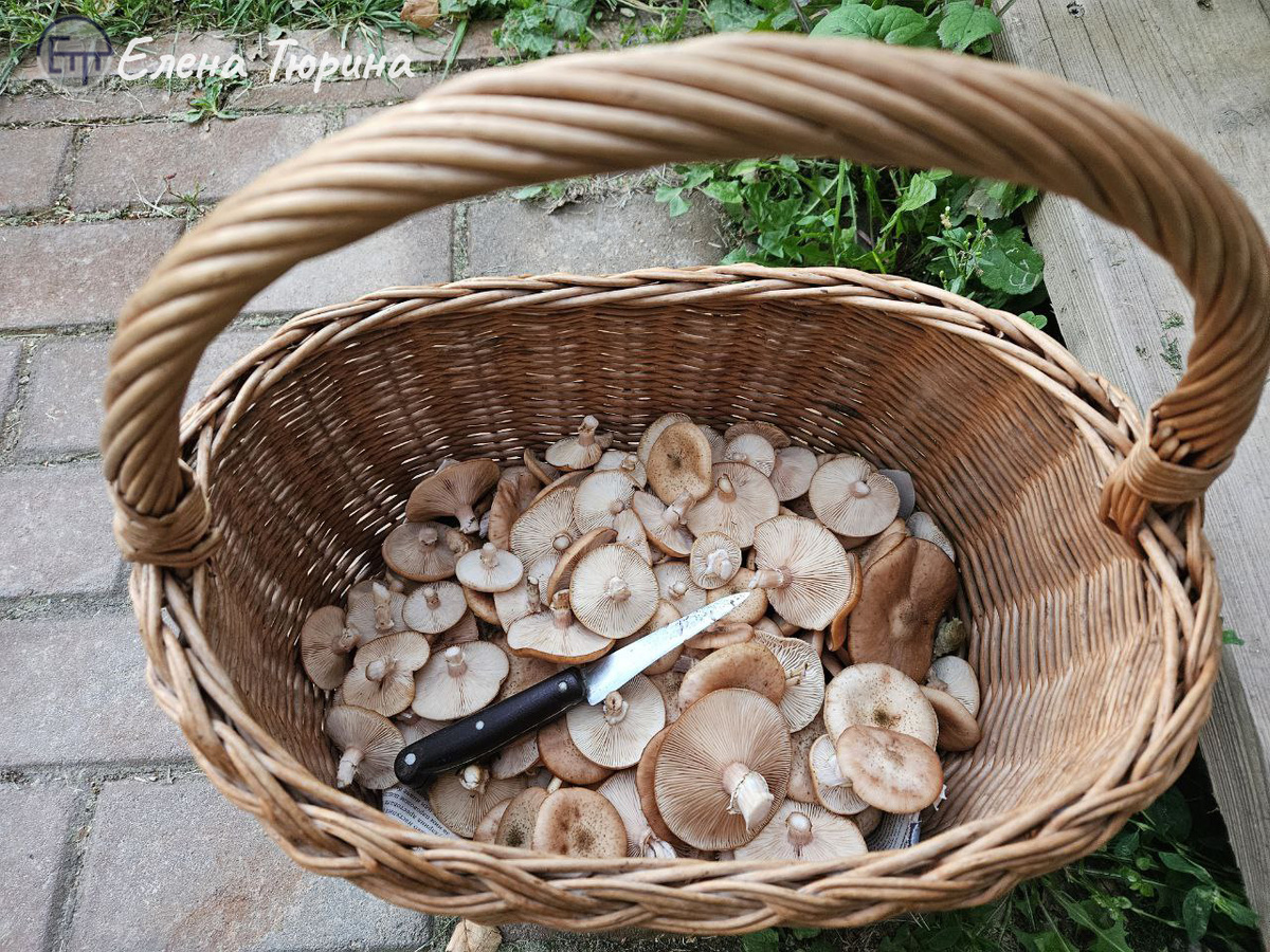 Фото: Елены Тюриной. Корзина с опятами. Сентябрь. 2025 г. 