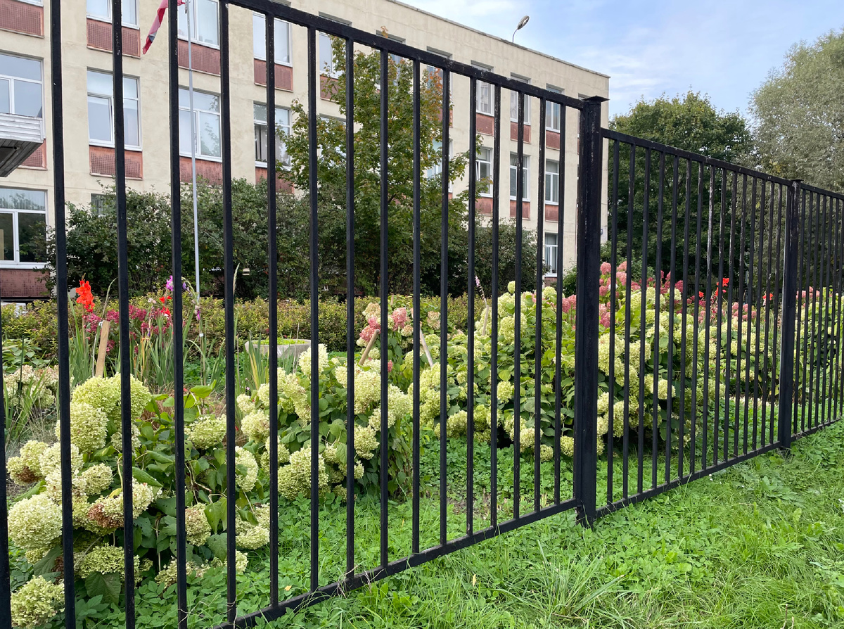 Гортензии у школы