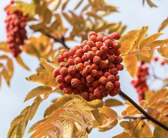 Листья рябины могут подсказать какой будет зима