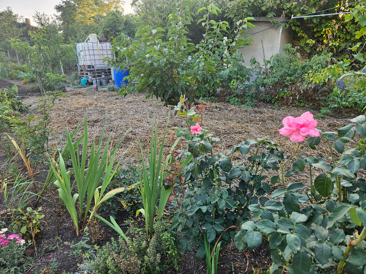 Участок опустел