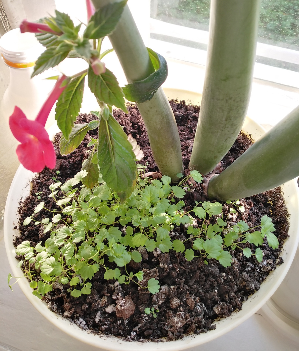 Надо как этот ахименес верить в лучшее, держаться обоими руками за жизнь, за Бога и цвести в прямом и переносном положительном смысле, даже если осень и за окном, и в душе, и в жизни и дело к зиме..🌞 И даже если ты один, как этот товарищ. 