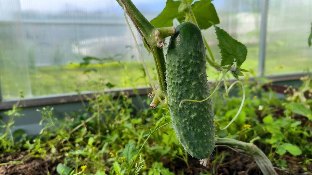    Maksim Konstantinov/Globallookpress