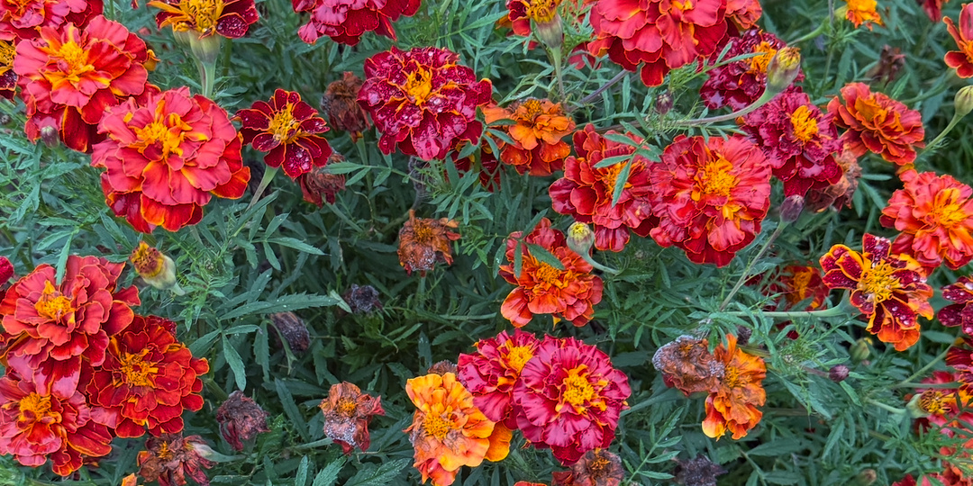 Никогда не сажайте бархатцы на огороде