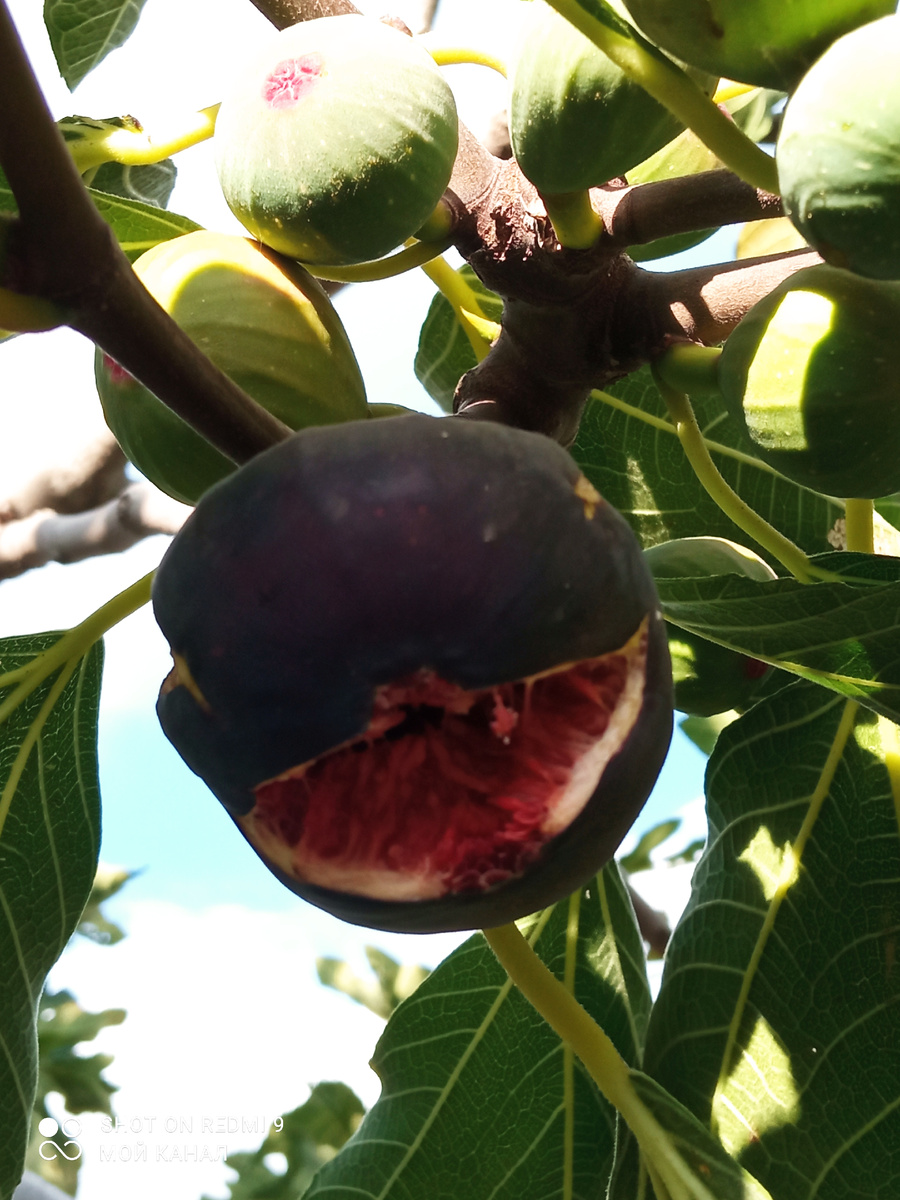 "Улыбка" инжирных ягод не от радости. Фото автора.