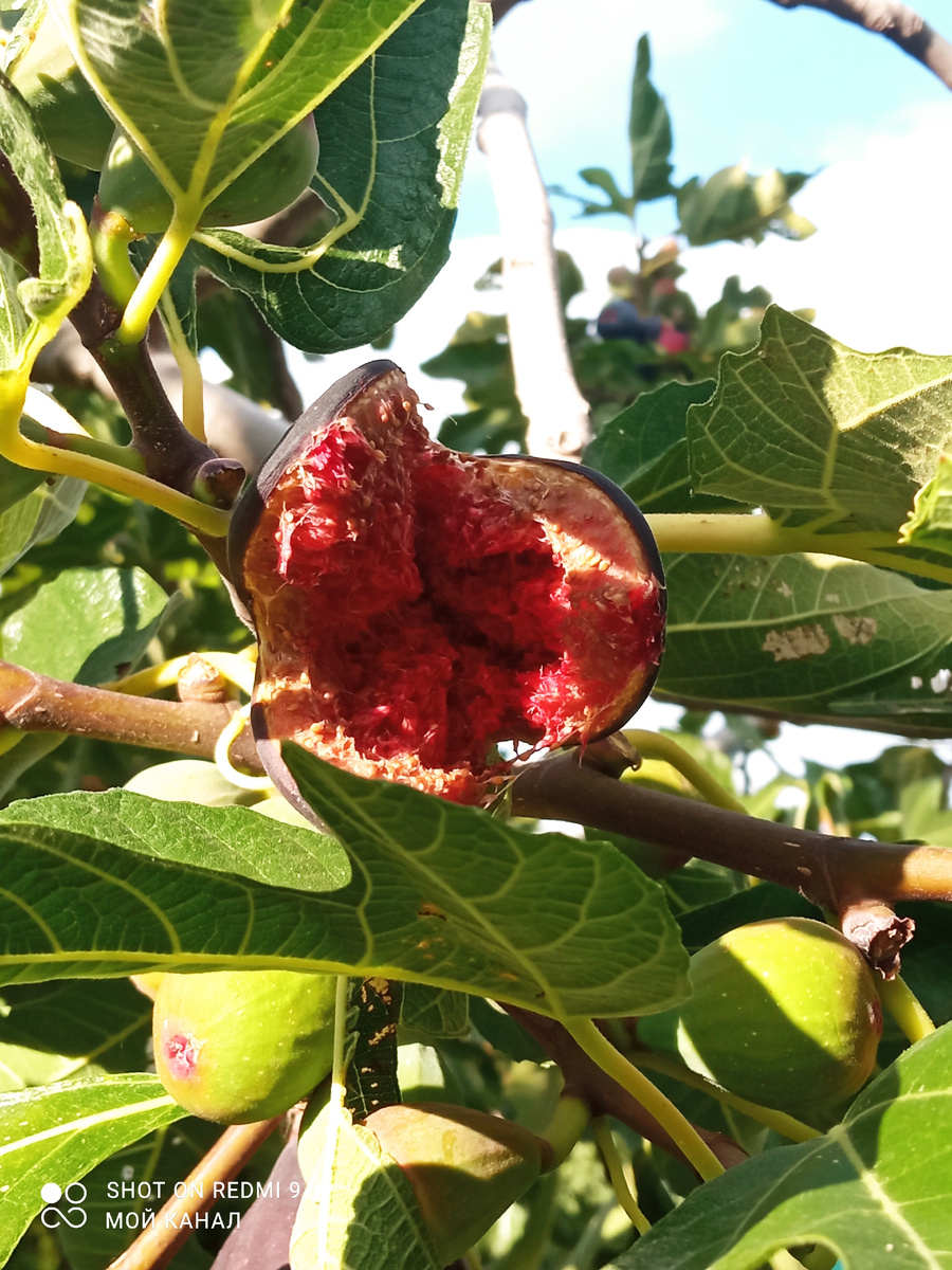От из бытка влаги после ливня инжир "расцвел". Фото автора.