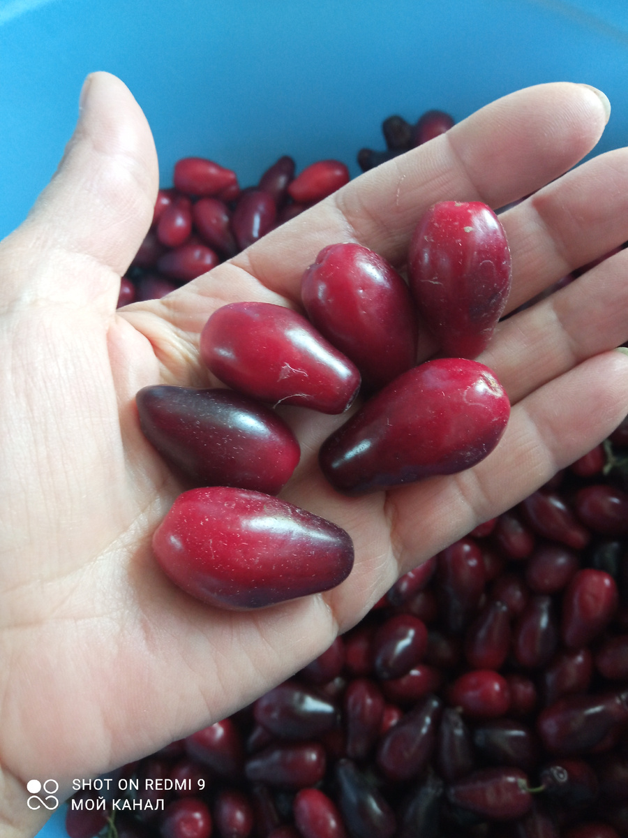 Мой садовый грушевидный кизил. Фото автора.