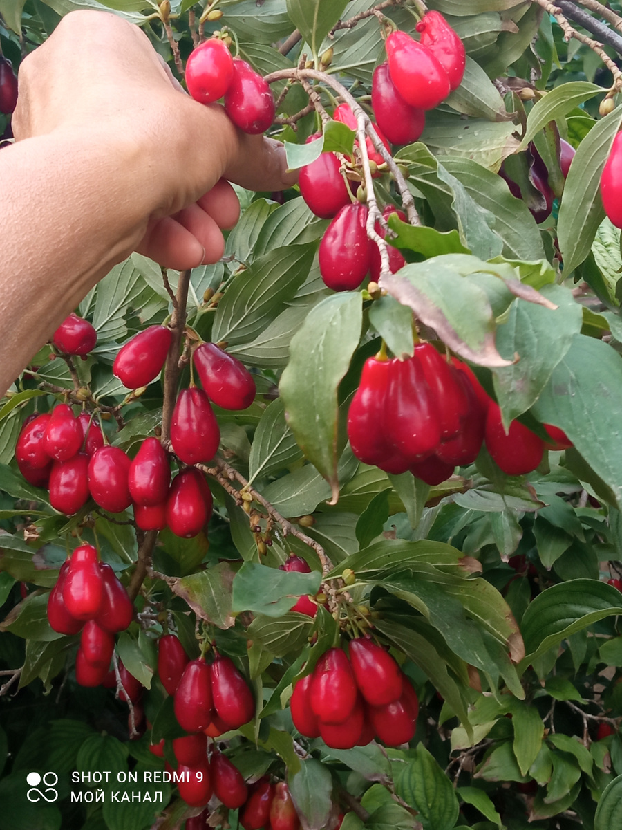 Фото автора.