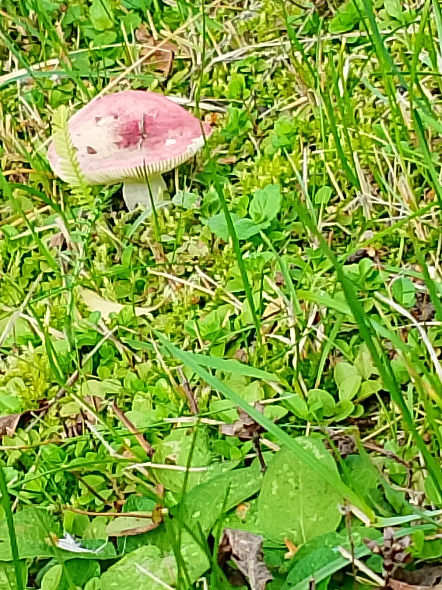 Фото мое. Сыроежка на территории детского сада. 