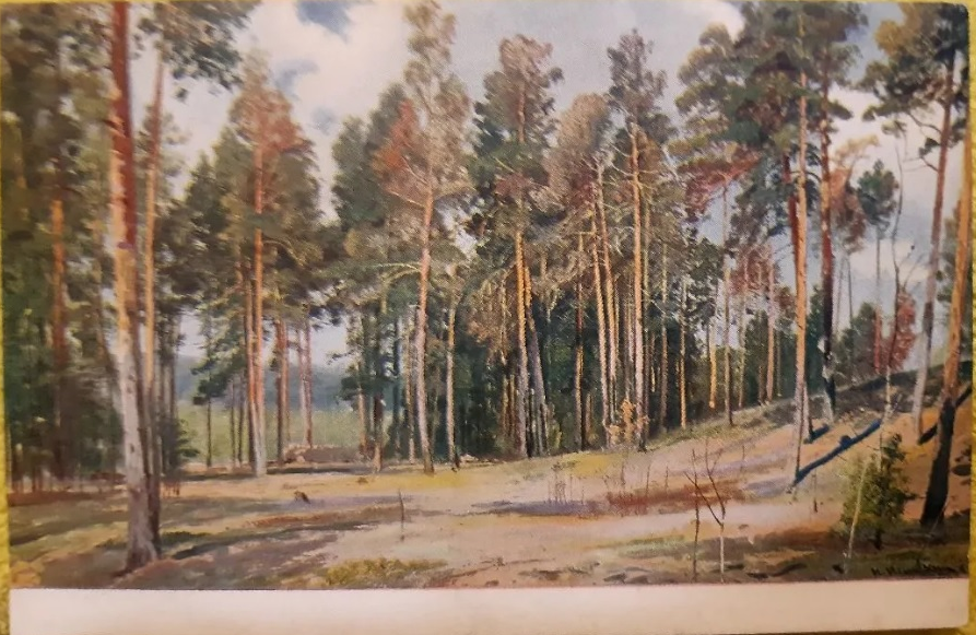 "Полянка с соснами". Лицевая сторона открытки. Фотокопия автора ИстАрх.