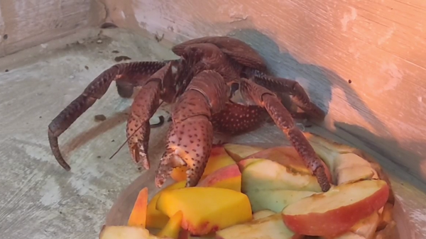    © Telegram Архипелаг развлечений Крыма