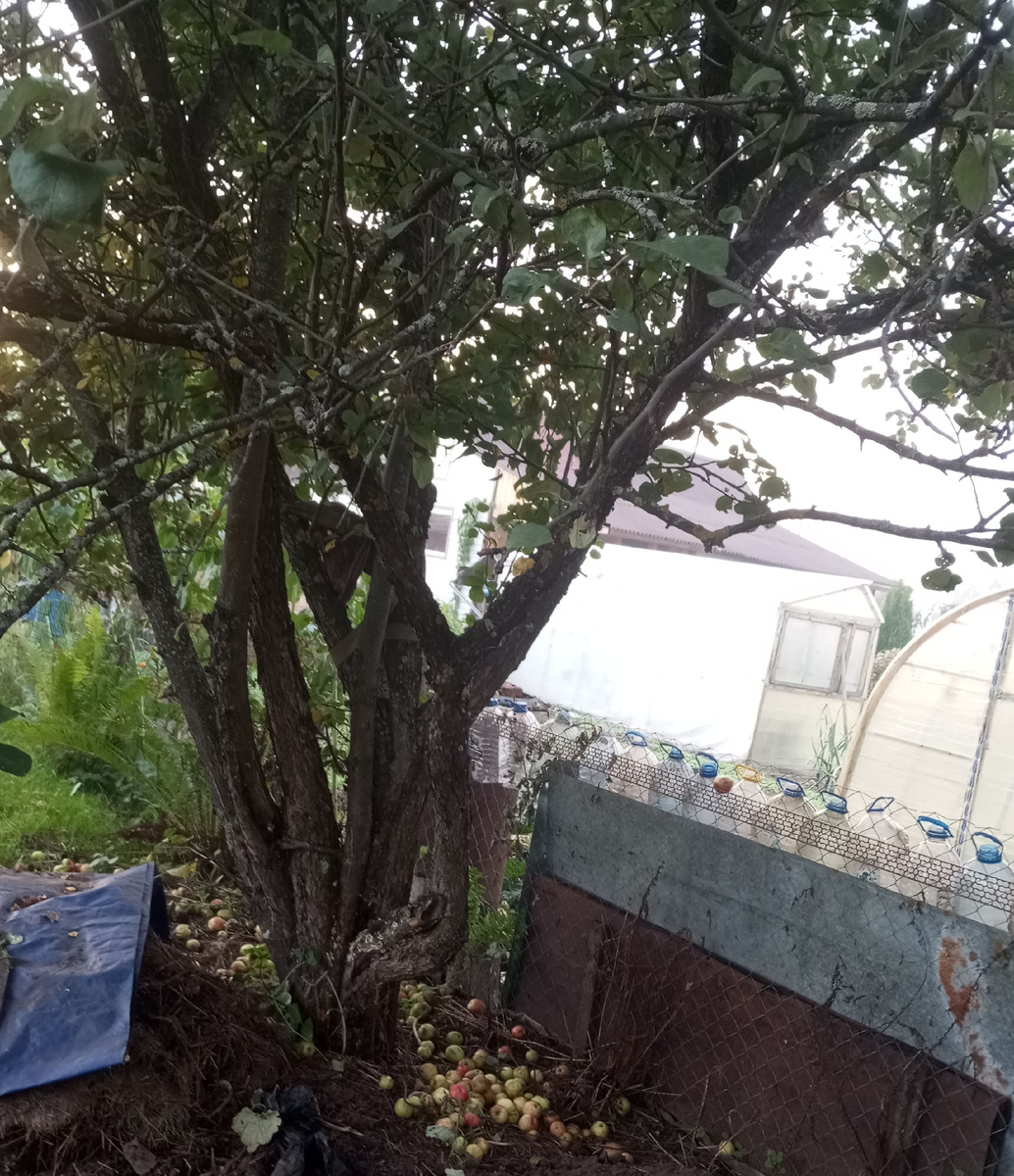 фото автора: запущенная яблоня, растущая в 7 стволов даёт мелкие плоды и затеняет соседние участки