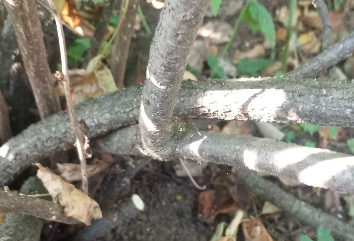 фото автора: перетирающиеся ветви в саду клиента 