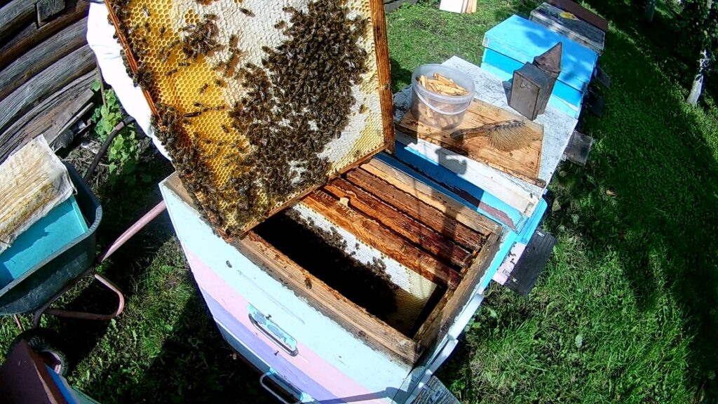 Рамка с маткой и пчелой.