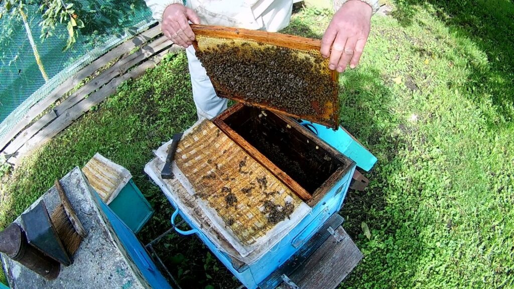 Рамка с кормом и пчелой в конце августа.