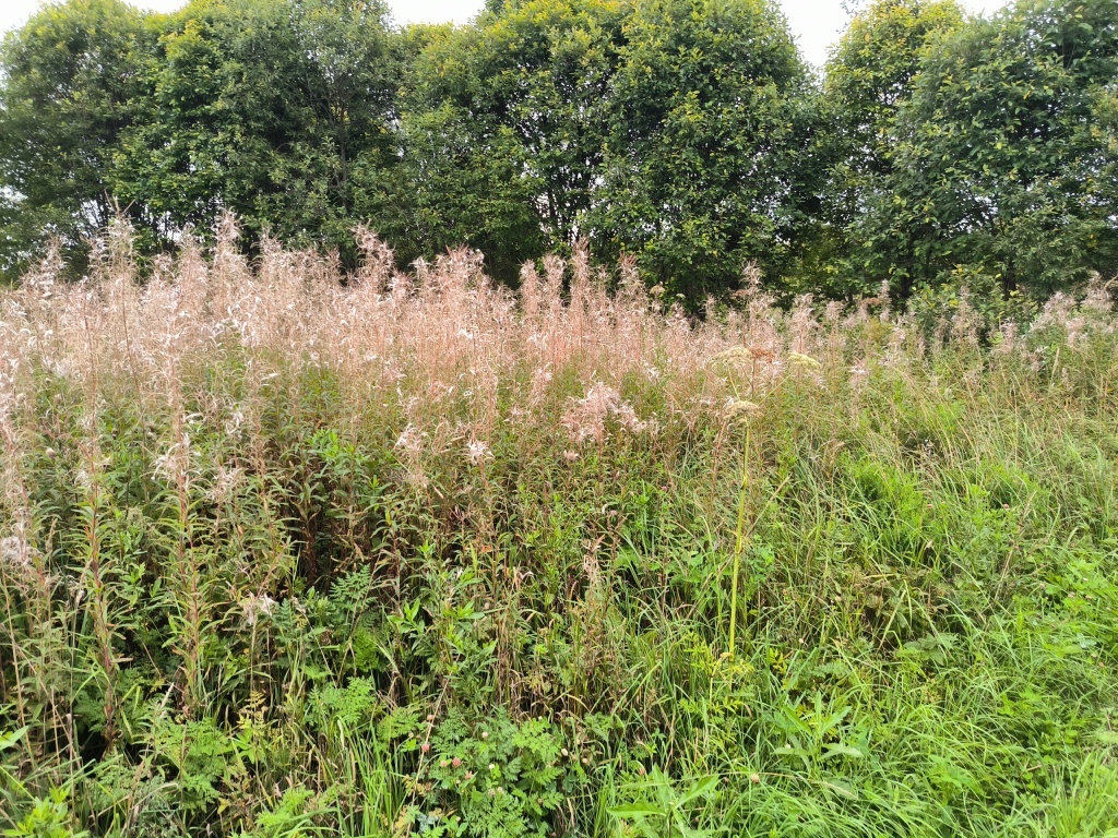 Изъять! Почти 20 га неиспользуемой пашни в Тверской области выставят на торги