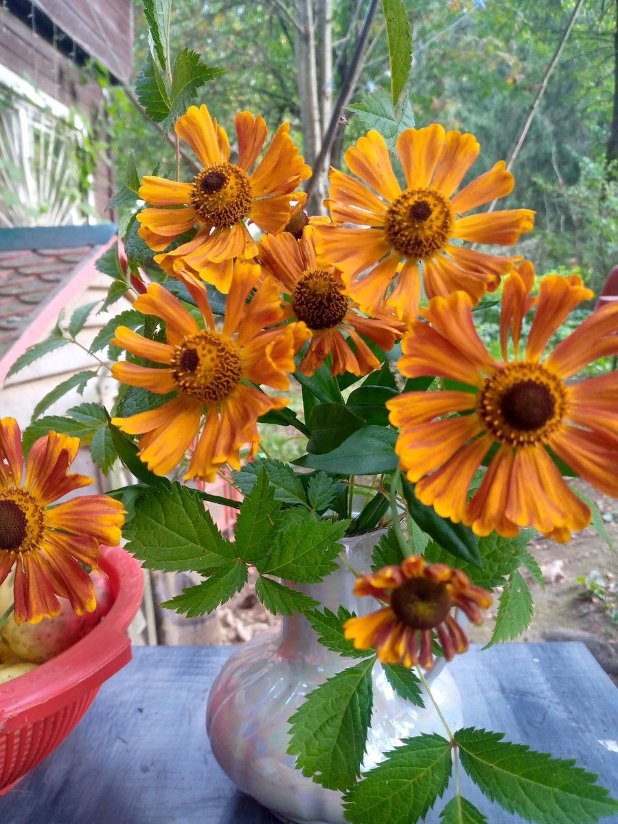 Гелениум во всей красе