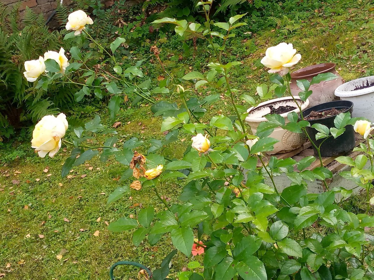 Розы цветут