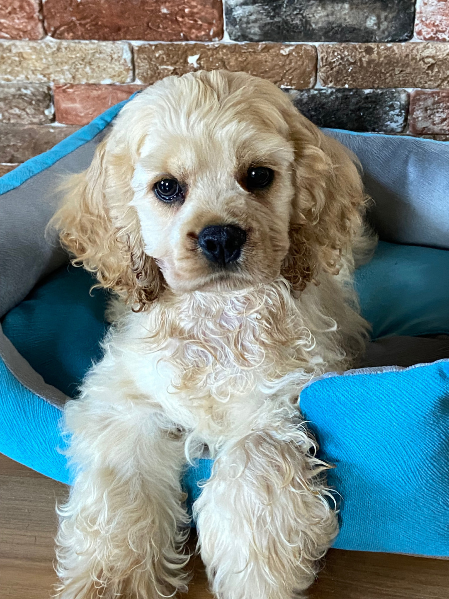 Таким он был щеночком