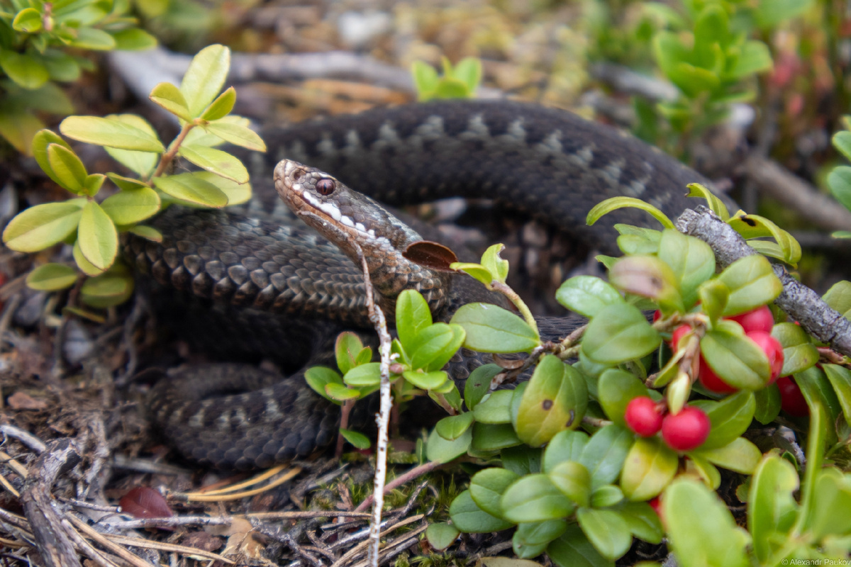 Фото не мое, из интернета, но красотка такая же была. Правда поменьше
