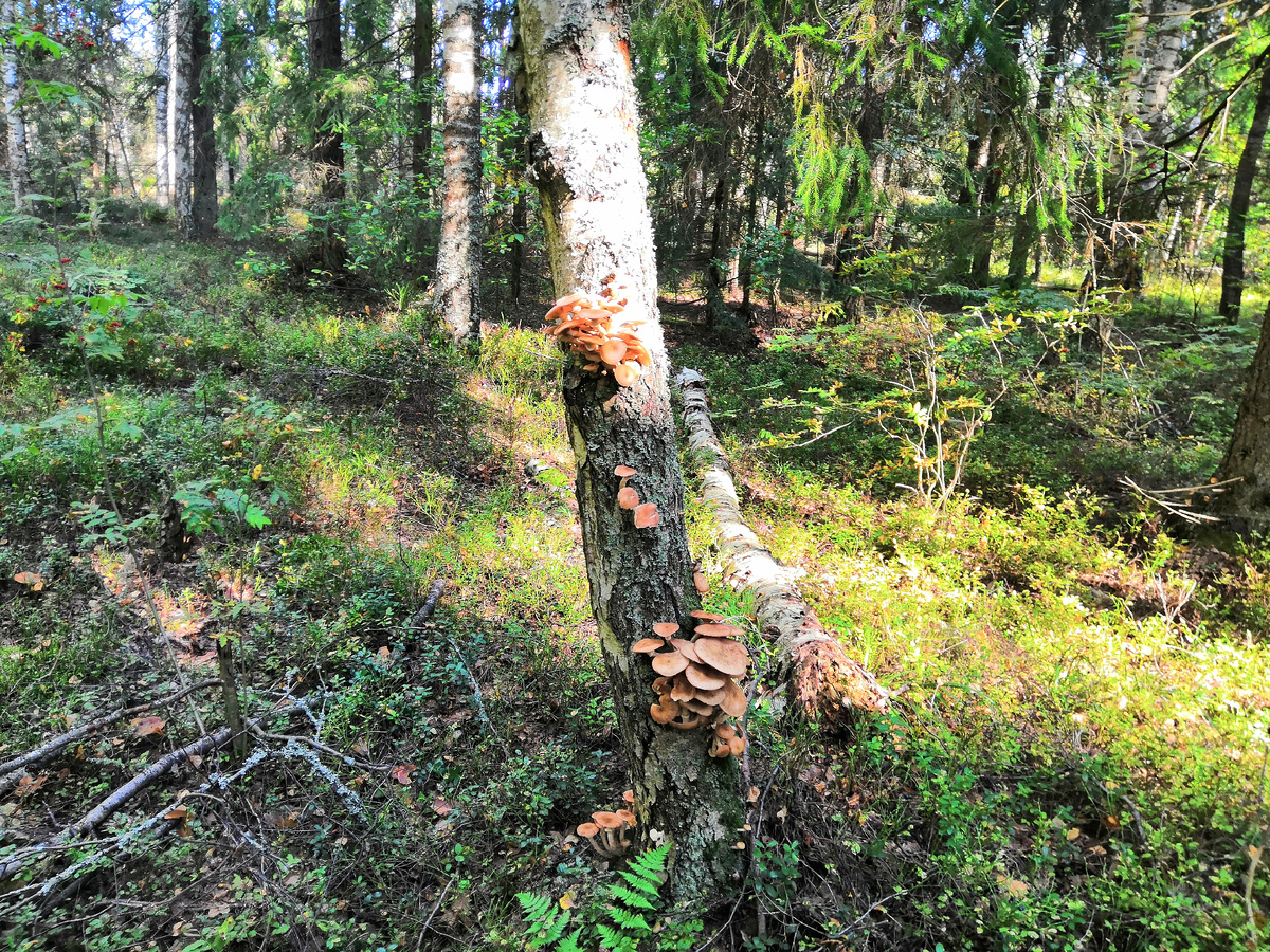 Осенние опята. Сентябрь 2025 года