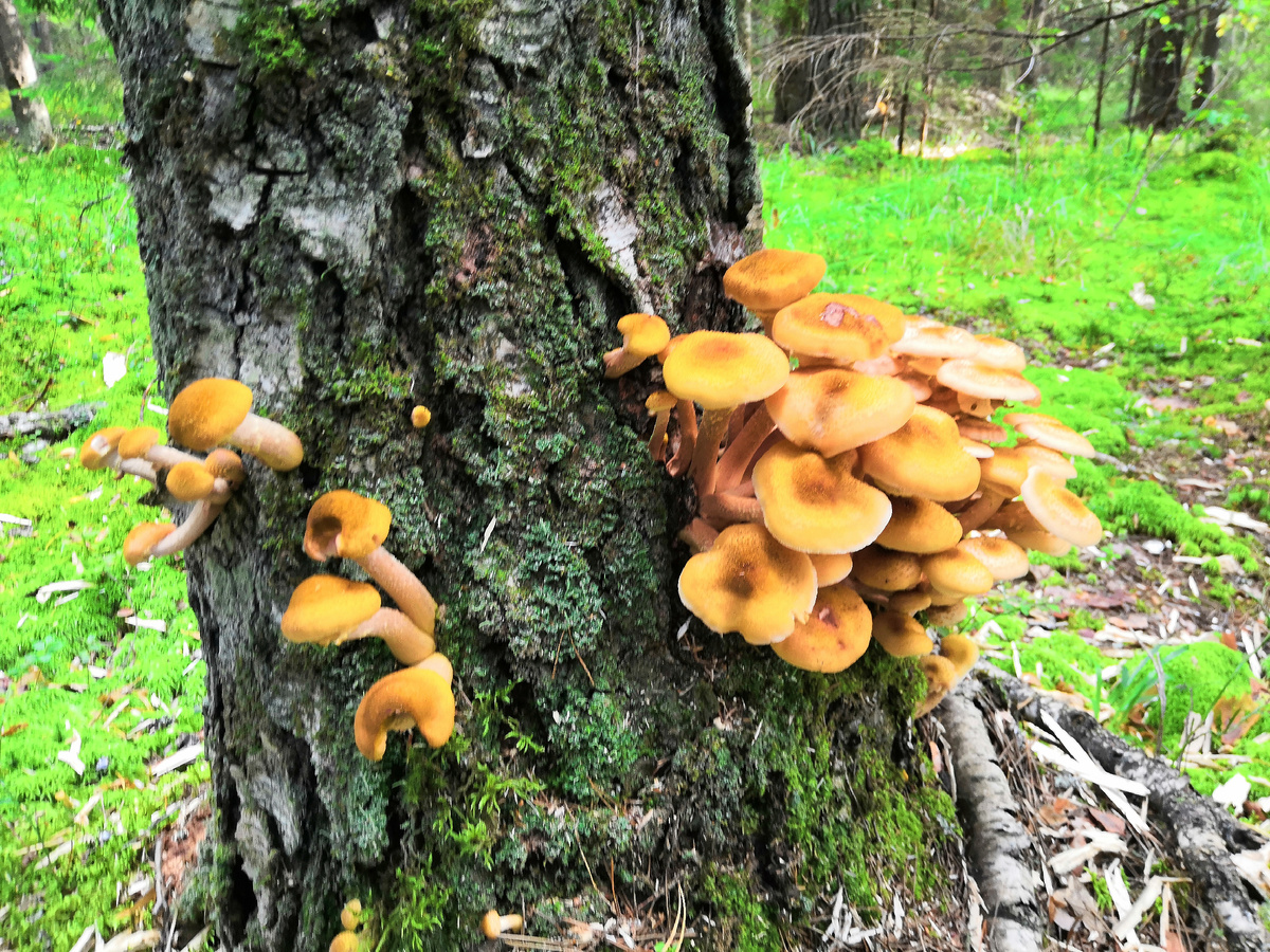 Съедобные опята обосновались на березе.