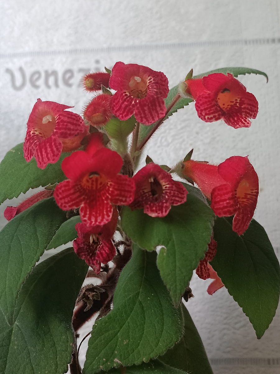 Я правда упустила момент когда на окно ,где стоит цветок стало сильно светить солнце,из за этого чуть листья пожелтели ,кое где,но она быстро отходит.