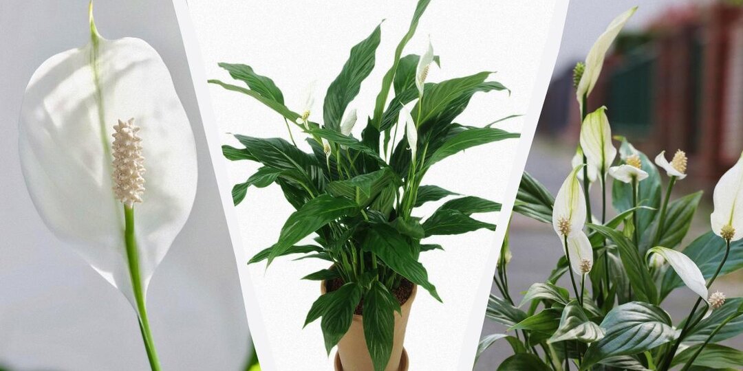 Спатифиллум не сгниет за зиму, если осенью сделать одно простое действие