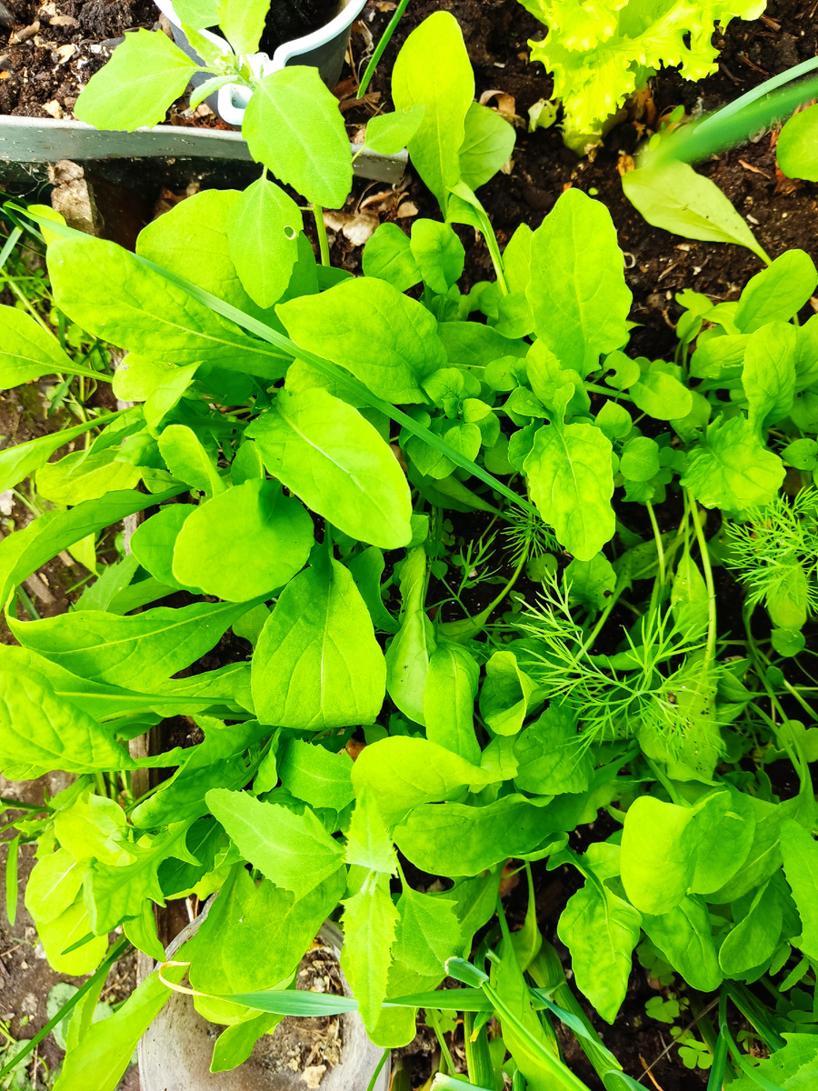 Фото автора. Руккола