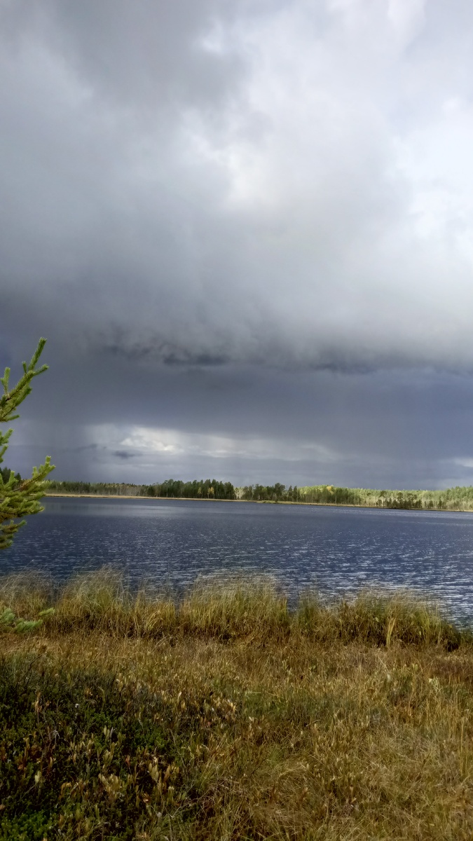 фото автора: лесное озеро, их называют ламбами, здесь я собирала клюкву