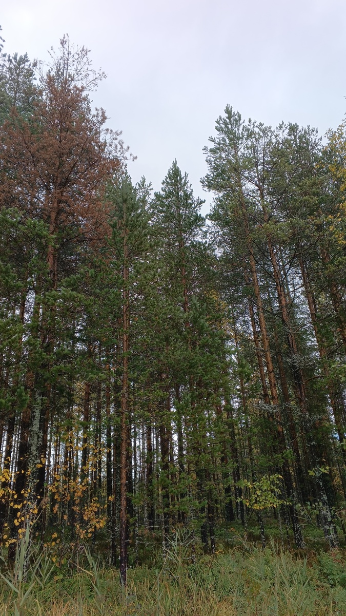 фото автора:карельская тайга