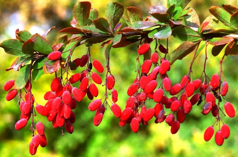 Ягоды барбариса