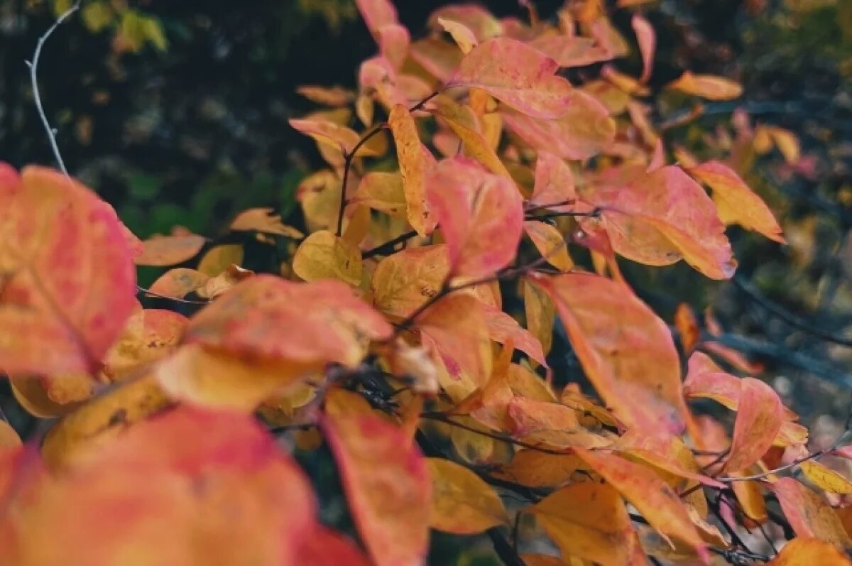    О традициях на Луков день напомнили новосибирцам 20 сентября