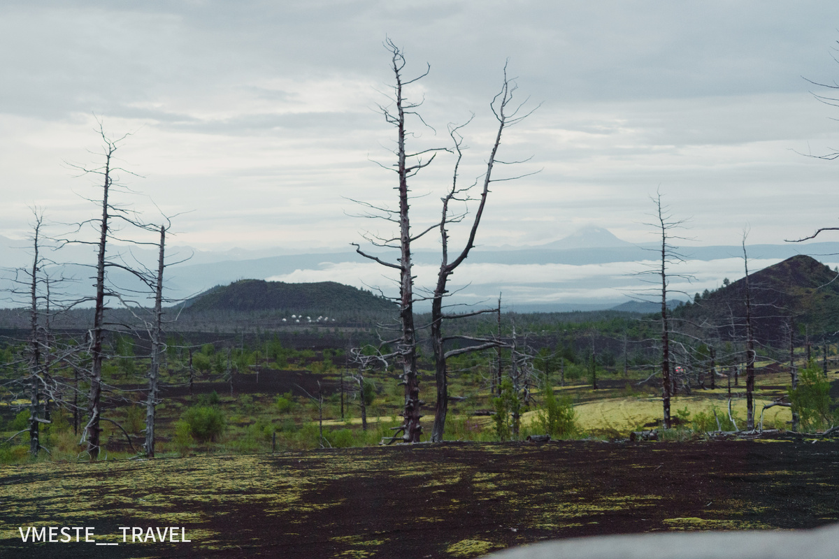 Мёртвый лес на Камчатке фото, фото. от Вместе Тревел, тур на Камчатку