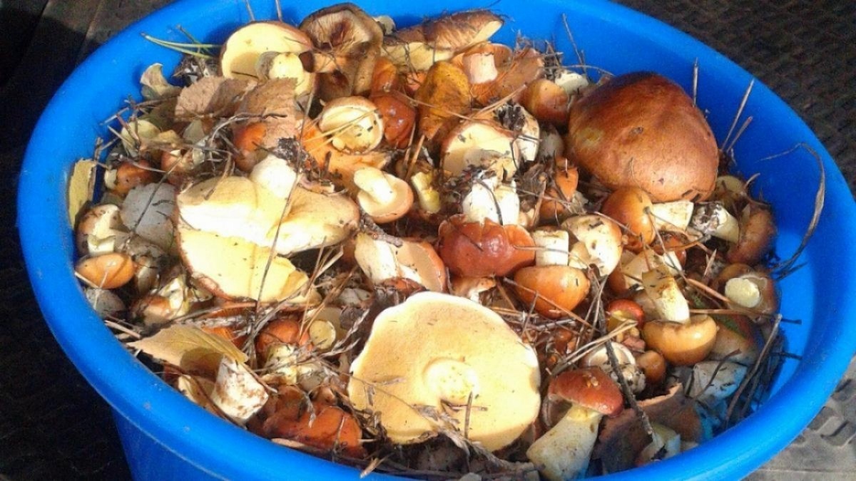    Саратовцы нашли в лесах грибы-гиганты несмотря на засухуНовости Саратова и области – Сетевое издание «Репортер64»