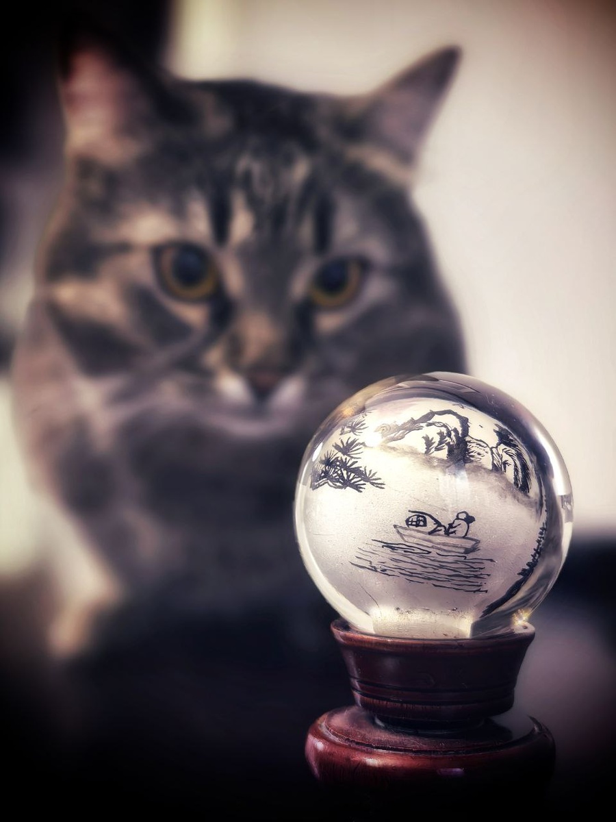 Тристан, он же Тросик, он же Трос позирует с китайским хрустальным шаром, расписанным изнутри тушью