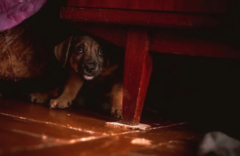 В такие моменты становится ясно: это не каприз, а естественная реакция на страх.
