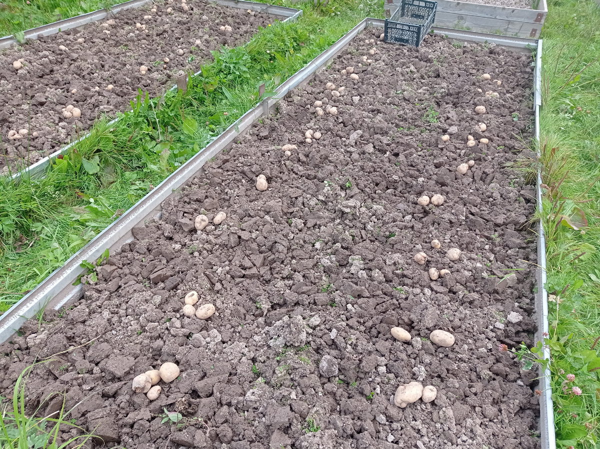 Вот такой в этом году неурожай картофеля. Посадила на эту грядку 30 клубней, а выкопала чуть больше. В основном это мелочь 
