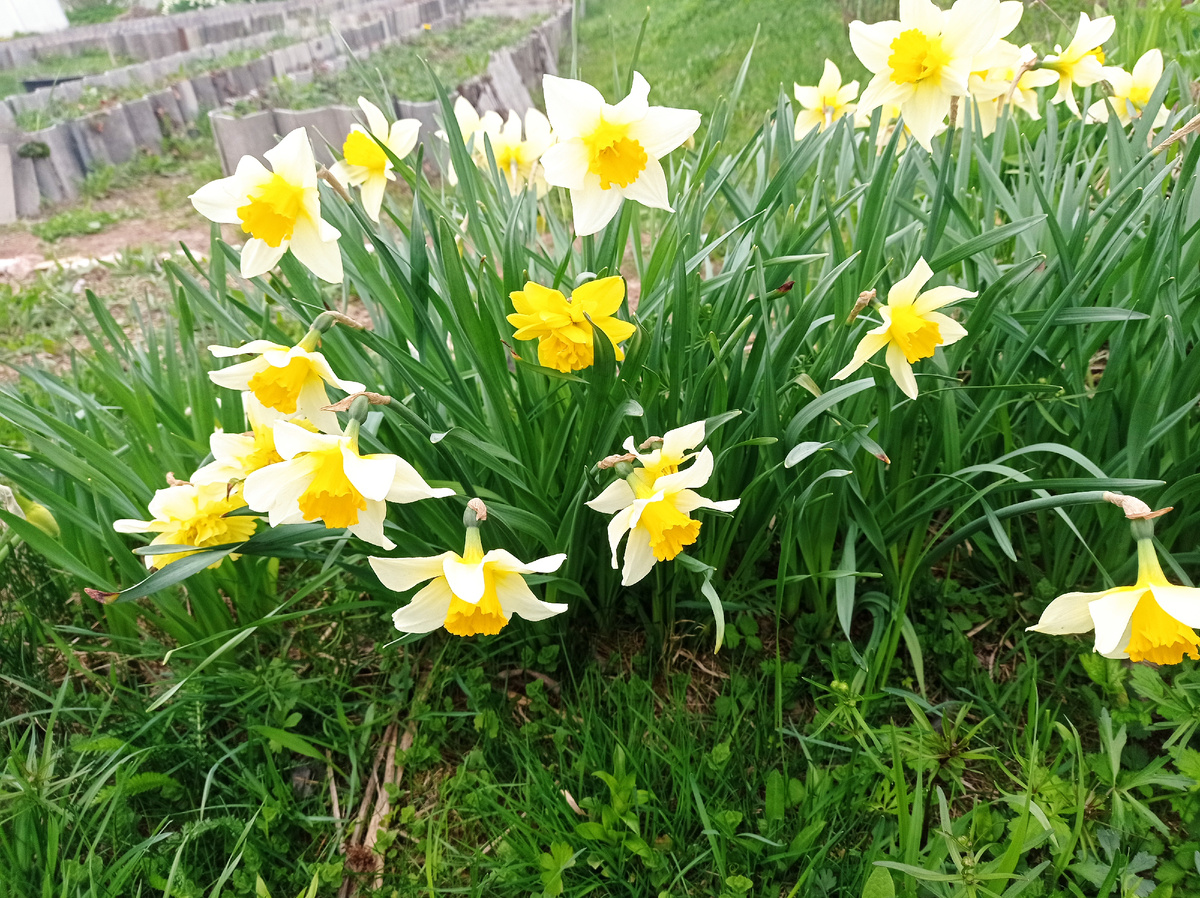 Вот такими полянками у меня весной цветут нарциссы. Листайте галерею