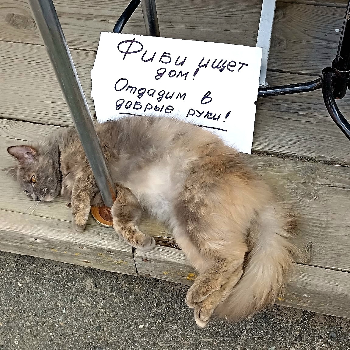 Фото прислала знакомая. Та самая кошка