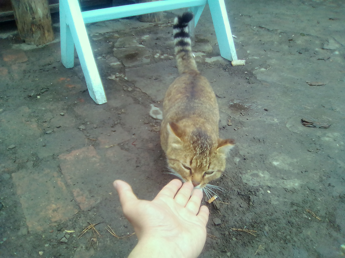 Лично фото - уличный кот