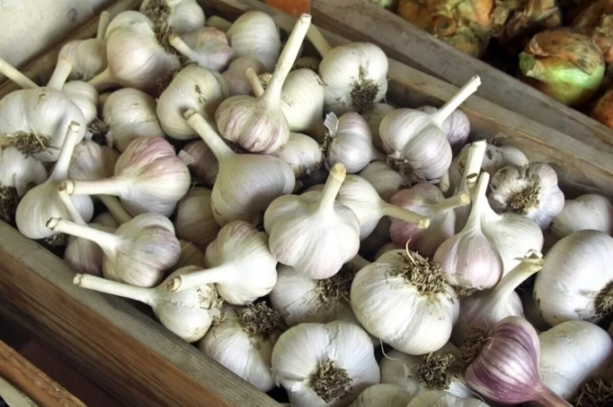    Новосибирский агроном Шубина раскрыла, как спасти чеснок от гнили
