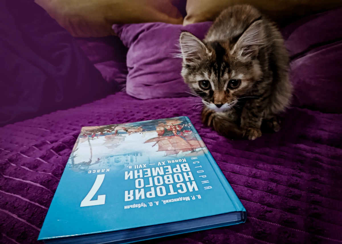 Закрепляем изкченный материал с помощью неросетей. Как? Даже котику интересно))