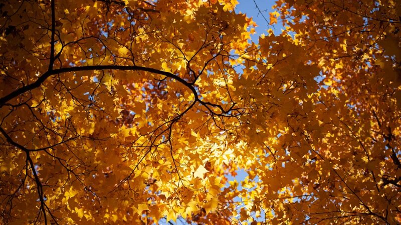     Барнаульский дендрарий, 2025 год. Дарья Беркетова